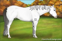 Horse Color:White Spotted Bay Splash
