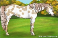 Horse Color:White Spotted Palomino Dun Splash