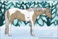 Horse Color:Silver Smoky Grullo Tobiano 