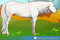 Horse Color:Silver Classic Champagne Ice Dun Splash Frame 