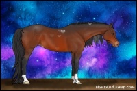 Horse Color:Brown Appaloosa
