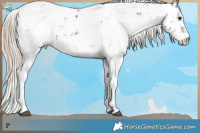 Horse Color:Midnight Chocolate Palomino Ice Dun Sabino Brindle 