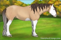 Horse Color:Amber Champagne Splash 