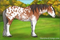 Horse Color:Bay Sabino Splash Appaloosa