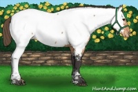 Horse Color:Buckskin Appaloosa