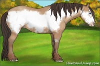 Horse Color:Amber Champagne Frame 
