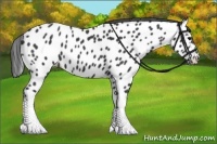 Horse Color:Black Appaloosa