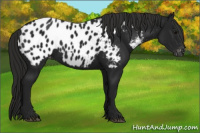 Horse Color:Gray Black Appaloosa