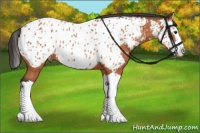 Horse Color:Bay Splash Near Leopard Rabicano 
