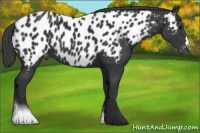 Horse Color:Black Appaloosa