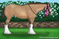 Horse Color:Amber Champagne 