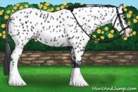 Horse Color:Black Appaloosa