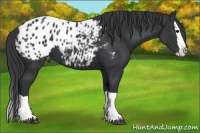 Horse Color:Black Splash Appaloosa 