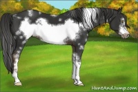 Horse Color:White Spotted Liver Chestnut Frame 