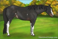 Horse Color:White Spotted Liver Chestnut