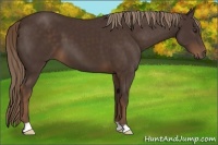 Horse Color:Liver Chestnut 