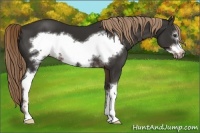Horse Color:White Spotted Liver Chestnut Frame 