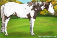 Horse Color:White Spotted Liver Chestnut Splash Snowcap 