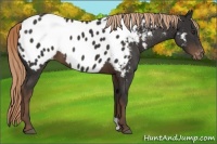 Horse Color:Liver Chestnut Near Leopard 