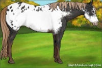 Horse Color:Liver Chestnut Frame Appaloosa 