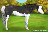 Horse Color:Liver Chestnut Splash 
