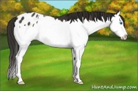 Horse Color:Liver Chestnut Splash Blanket 