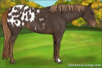 Horse Color:Liver Chestnut Appaloosa 