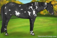 Horse Color:White Spotted Liver Chestnut Appaloosa Rabicano 