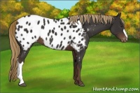 Horse Color:Liver Chestnut Appaloosa 