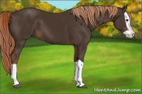 Horse Color:Liver Chestnut Splash 