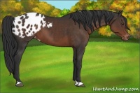 Horse Color:Liver Chestnut Varnish 