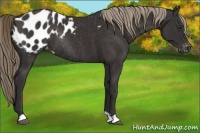 Horse Color:Liver Chestnut Appaloosa Rabicano 
