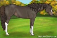 Horse Color:Liver Chestnut 