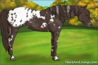 Horse Color:White Spotted Liver Chestnut Blanket 