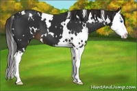 Horse Color:White Spotted Liver Chestnut Splash 