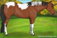 Horse Color:Bay Tobiano 