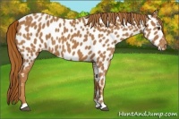 Horse Color:Chestnut Appaloosa