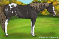 Horse Color:White Spotted Liver Chestnut Sabino Appaloosa 