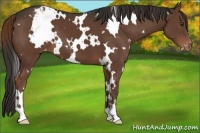 Horse Color:White Spotted Liver Chestnut Appaloosa 