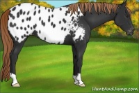Horse Color:Liver Chestnut Appaloosa 