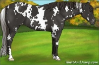 Horse Color:White Spotted Liver Chestnut Varnish 