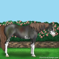 Horse Color:Liver Chestnut Sabino