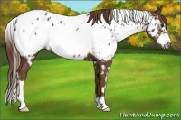 Horse Color:White Spotted Liver Chestnut Frame Appaloosa 