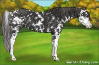 Horse Color:Liver Chestnut Sabino