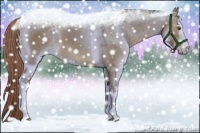 Horse Color:White Spotted Liver Red Dun
