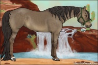 Horse Color:Liver Red Dun Sabino 