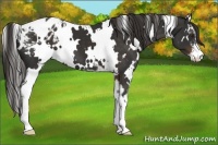 Horse Color:White Spotted Liver Chestnut Sabino Appaloosa 