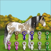 Horse Color:White Spotted Liver Red Dun Sabino Appaloosa 