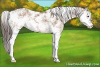 Horse Color:Liver Red Dun Sabino 