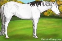 Horse Color:Liver Chestnut Sabino 